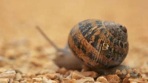 Snail Close Up Stock Footage 140333922