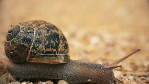 Snail Close Up Stock Footage 140333951