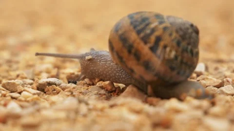 Snail Close Up Stock Footage 140333952