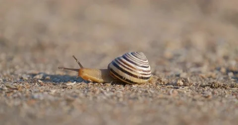 Snail close up Stock Footage 140346546