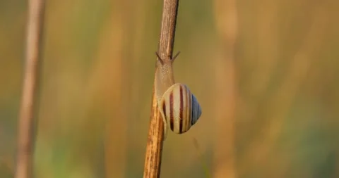 Snail close up Stock Footage 140346772