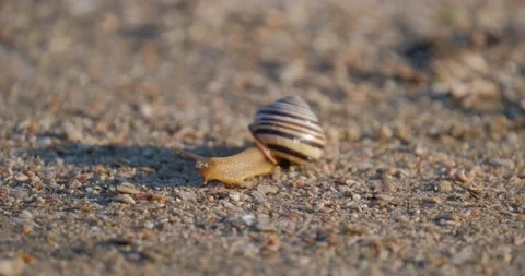 Snail close up Stock Footage 140346781