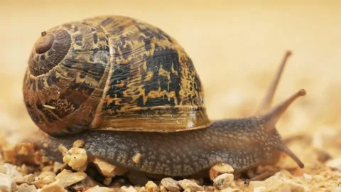 Snail Close Up Stock Footage 140354715