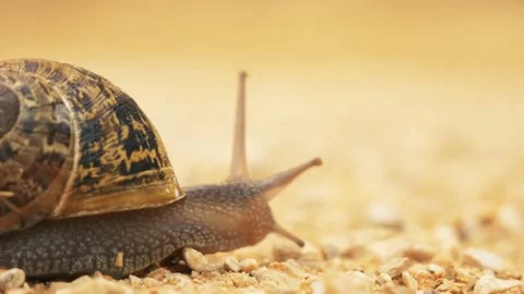 Snail Close Up Stock Footage 140354741