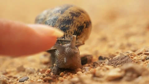 Snail Close Up Stock Footage 140354764
