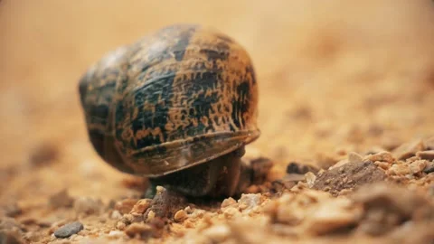Snail Close Up Stock Footage 140354772