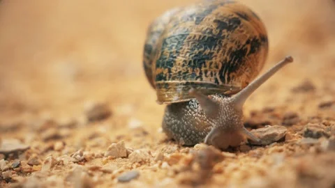 Snail Close Up Stock Footage 140354792