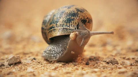 Snail Close Up Stock Footage 140354823