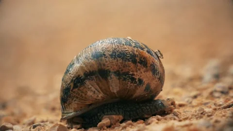 Snail Close Up Stock Footage 140354852