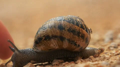 Snail Close Up Stock Footage 140354859