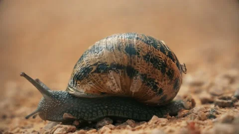 Snail Close Up Stock Footage 140354880
