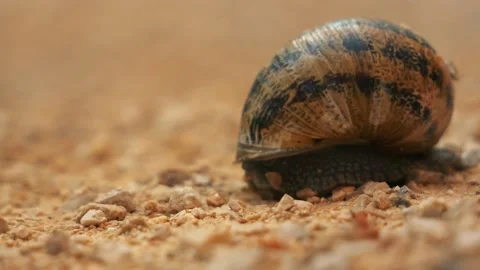 Snail Close Up Stock Footage 140354975