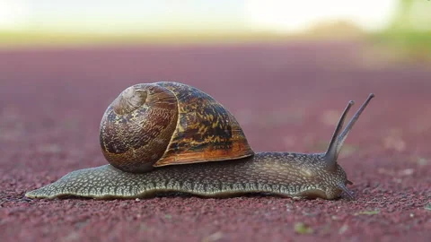 Snail Close Up 動画素材 148978754