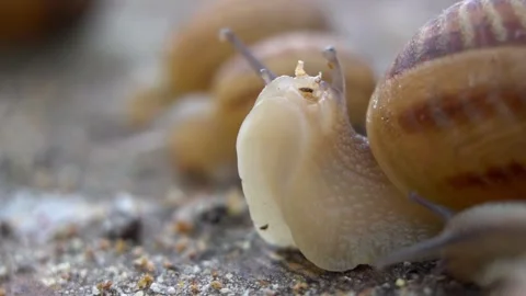 Snail close up Vídeos de archivo 254777601