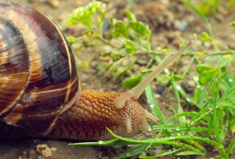 Snail close up in the garden Stock Photos