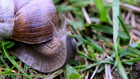 Snail close up. Grape snail in natural habitat Stock Footage 231743728