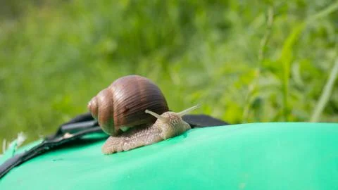 Snail close - up on grass background, Foto stock
