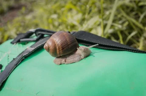 Snail close - up on grass background, Stock Photos