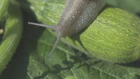 Snail close-up on a green background. Snail in its natural environment. Snails Stock Footage 140192904
