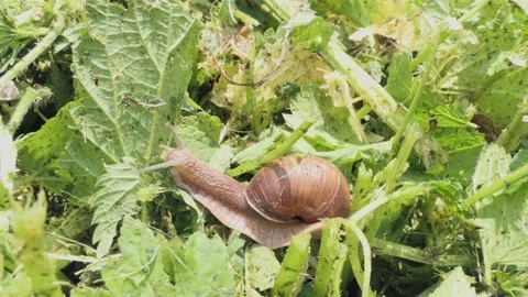 Snail close-up in green grass Stock Footage 199477540