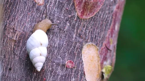 Snail Close Up in Gumbo Limbo Tree Stock Footage 317736813