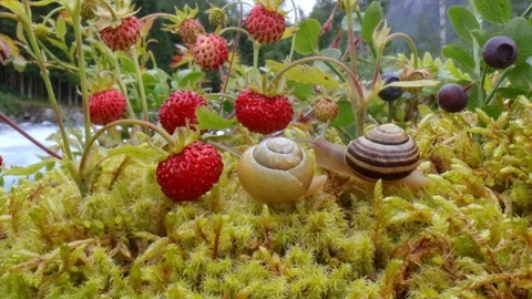 Royalty-Free photo: Snail on red fruit