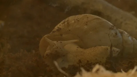 Snail close up outofdoor view Stock Footage 108070825