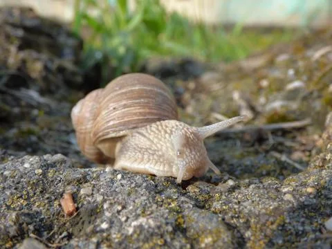 Snail close up Stock Photos