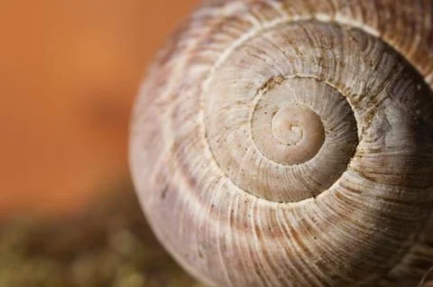 Snail close up Stock Photos