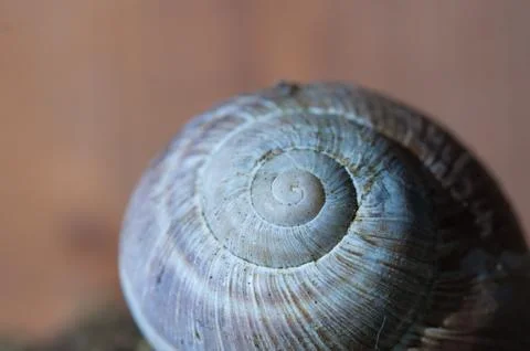 Snail close up Stock Photos