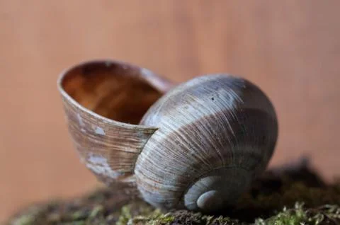 Snail close up Foto stock