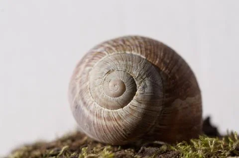 Snail close up Stock Photos