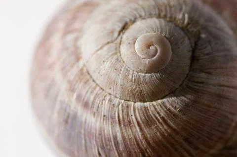 Snail close up Stock Photos