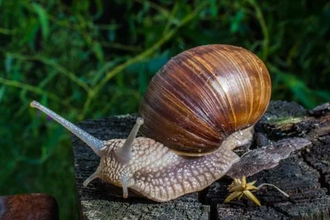 Snail Close Up Stock Photos