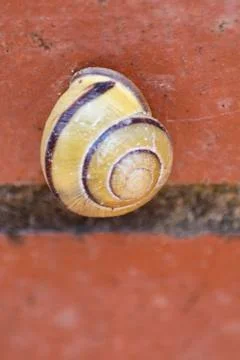 Snail Close Up Foto stock
