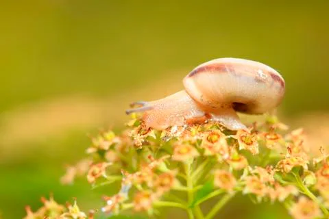 A snail, close-up Stock Photos