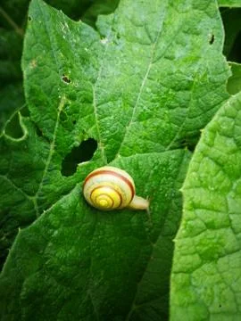 Snail close-up Stock Photos