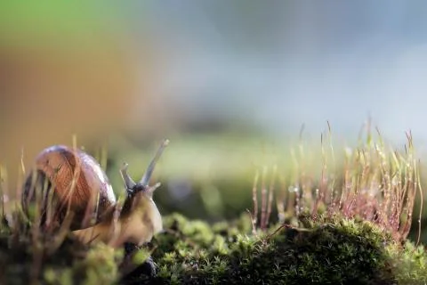 Snail close up Stock Photos