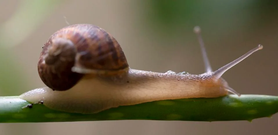 Snail Close up Stock Photos