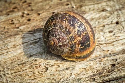 Snail close-up Stock Photos