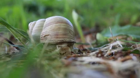 Snail close photo in fresh spring grass Stock Footage 83755975