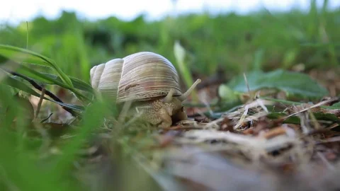 Snail close photo in fresh spring grass Stock Footage 83755980
