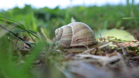 Snail close photo in fresh spring grass Stock Footage 83756087