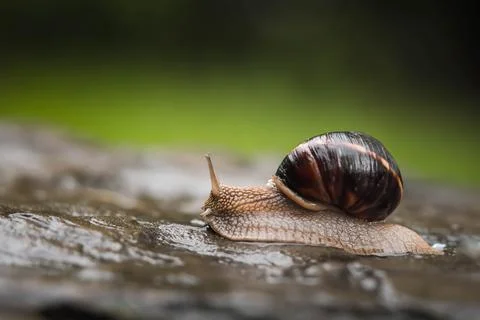 Snail close-up in profile crawling on a stone on a green background. Stock Photos