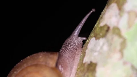 Snail close-up on a tree trunk. Hemiplecta siamensis Stock Footage 71613034