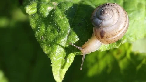 Snail closeup on cucumber leaf Video stock 69154278