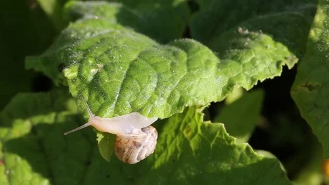 Snail closeup on cucumber leaf Vídeo Stock 69154328