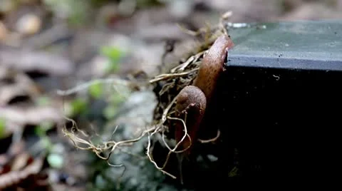 Snail Closeup Stock Footage 8847059