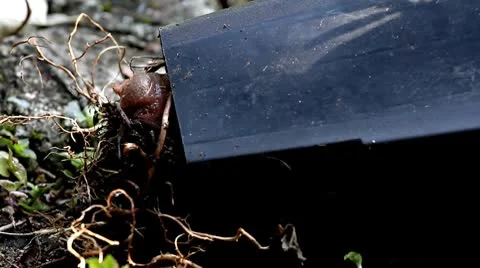 Snail Closeup Stock Footage 8847187