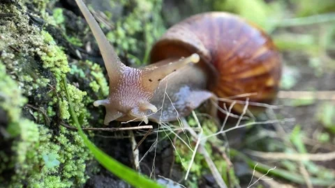 Snail closeup. Stock Footage 250061578